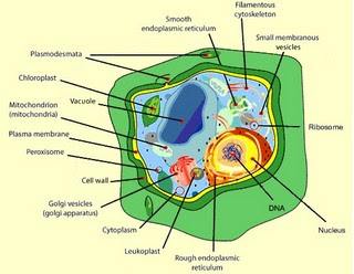 what are the basic parts of cells and what are their function; and what