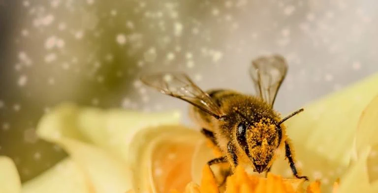 فوائد سم النحل للعناية بالبشرة