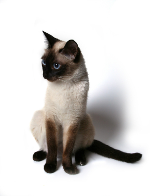 All Siamese cats share the