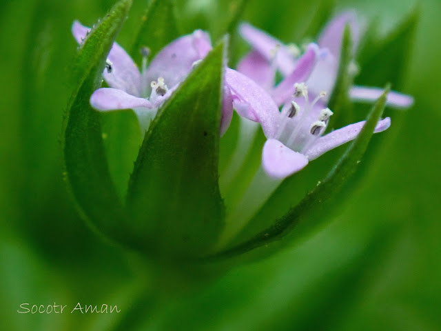 Galium tokyoense