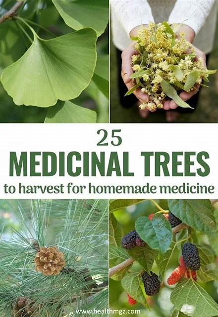 20 Magic Trees You Can Use For Natural Remedies