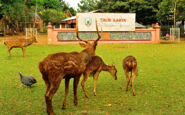 Tingkah rusa kala sore hari