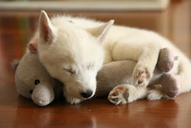 cute sleeping puppies, puppy sleeps with his stuffed toy