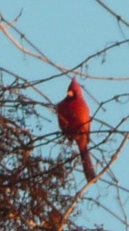 cardinal