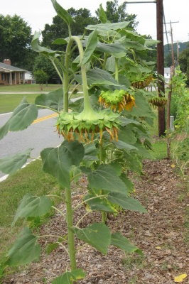 The seed heads are almost ready to harvest.