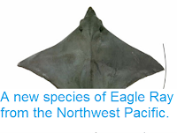 http://sciencythoughts.blogspot.co.uk/2014/01/a-new-species-of-eagle-ray-from.html