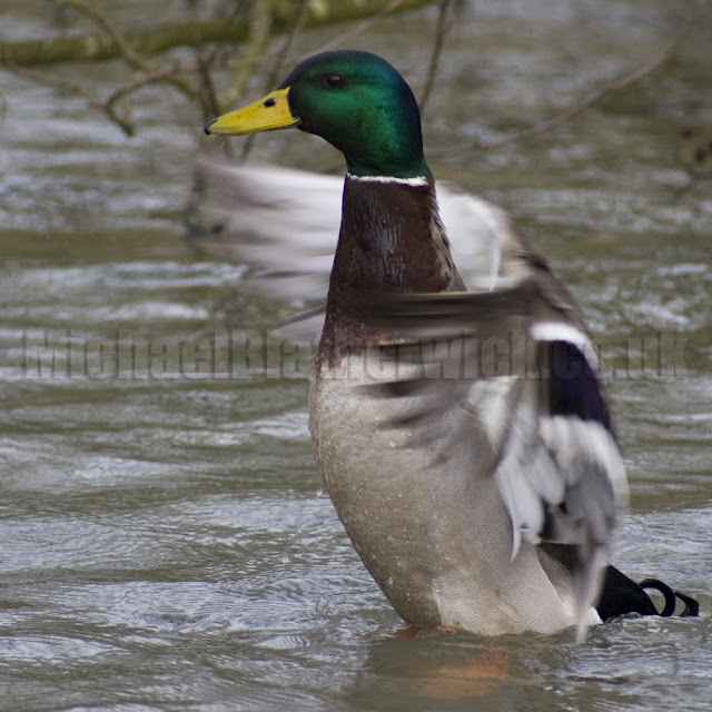 Beautiful,cute green brown,white,black duck flying in air,wallpapers,pictures,images 