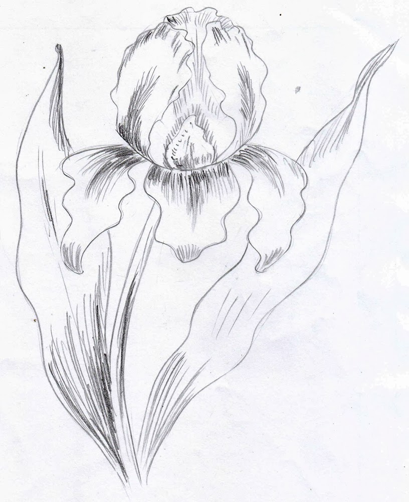 Weekly : Doodles and tuts: How to draw an Iris - Method 4