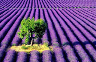 lavender farm scenery