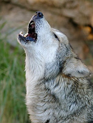 A howling wolf.