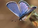 220px The Face of a Lupine Blue