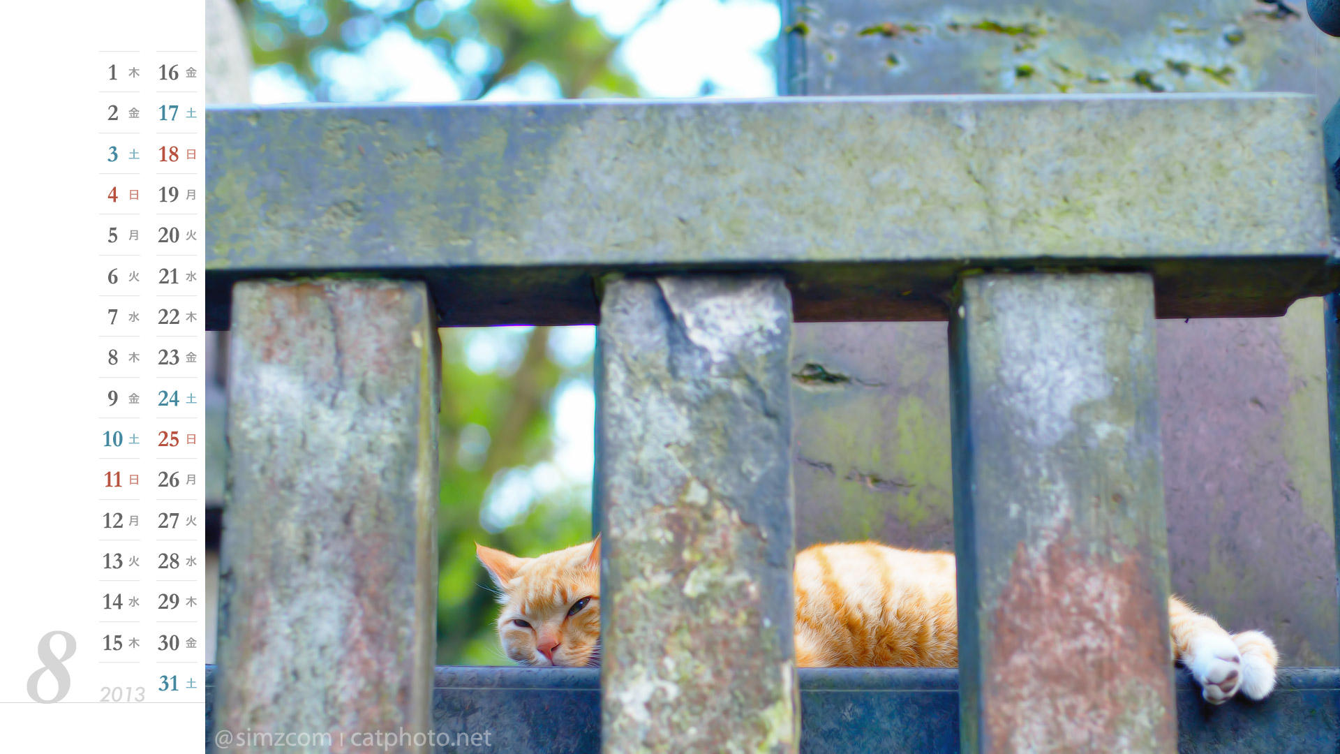 Catphoto Net 猫 13年8月のカレンダー August 13 Calendar