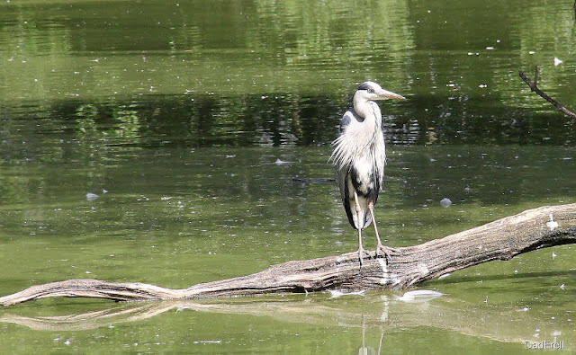 Héron cendré sur un tronc, par des oiseaux de Villars les Dombes