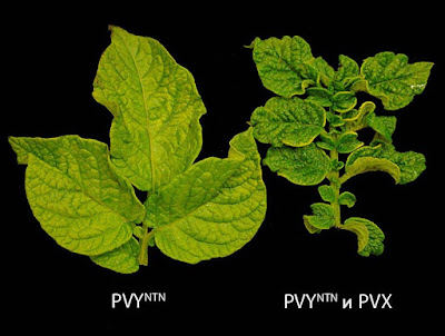 Морщинистая мозаика картофеля: поражение листьев Y-вирусом картофеля (слева) и смешанное поражение (справа - Y-вирус + X-вирус)