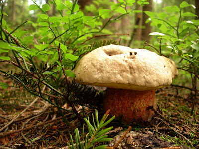 borowik żółtopory, borowik grubotrzonowy Boletus calopus