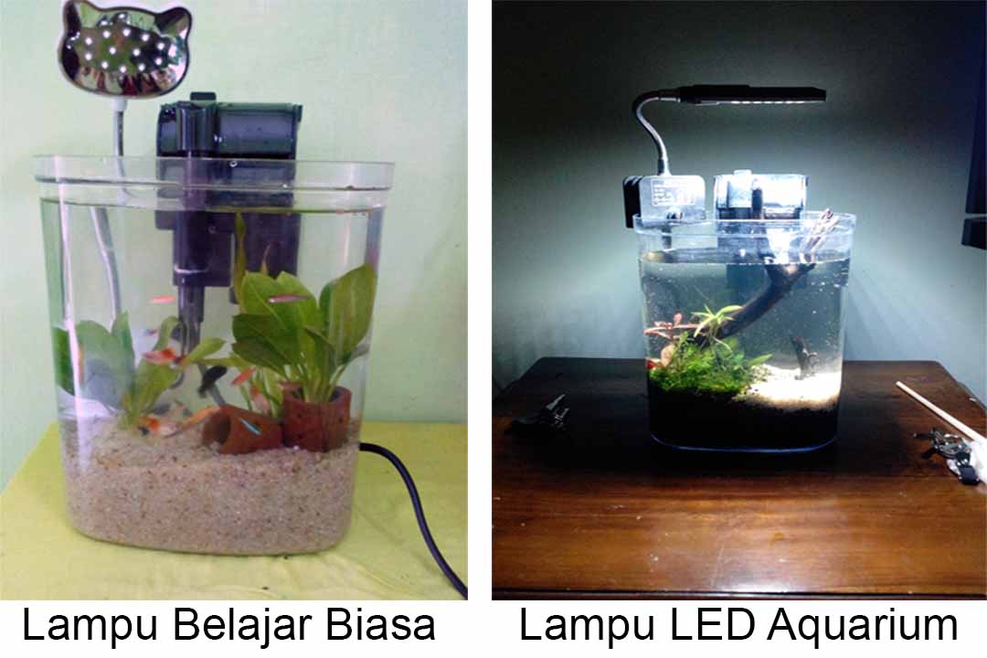 CARA MEMBUAT  AQUASCAPE MINI DARI  TOPELES BEKAS  Nano 