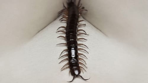 The Human Centipede 2 (Full Sequence) 2011 online latino dvdrip