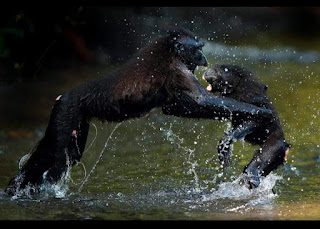 Yaki, Black Macaques Monkey