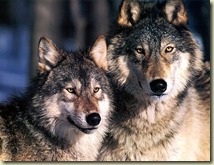 Wolves