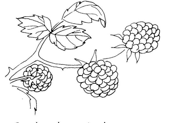 Berries / Berry Coloring Pages To Girls | Fantasy Coloring Pages