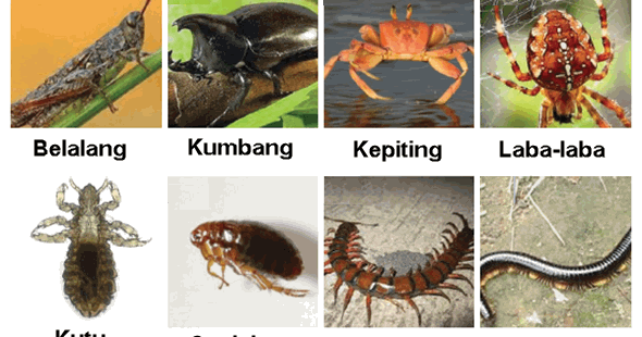 Koleksi Kekinian 35 Contoh Hewan  Invertebrata  Arthropoda