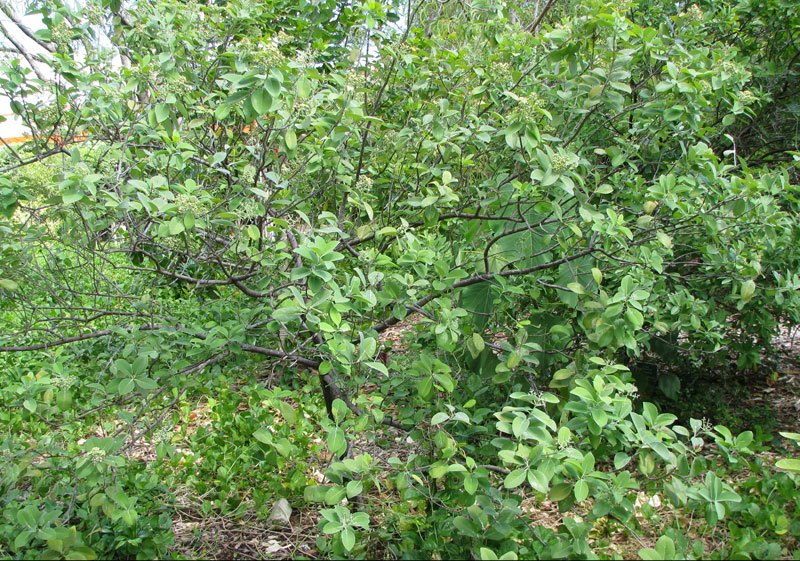 Garden Guy Hawaii Sandalwood  Trees in Hawaii