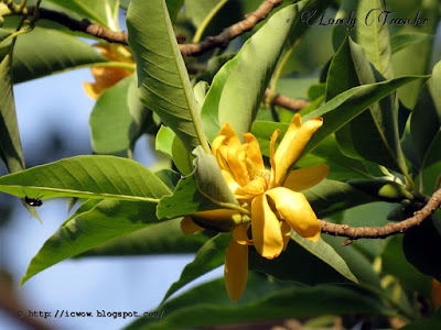 Swarna chapa, Magnolia champaca