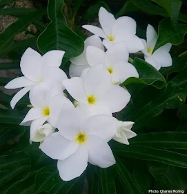 Bunga Kamboja or Frangipani