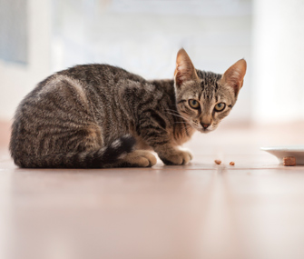 4 Jenis Kucing  Yang Paling Digemari Di Indonesia