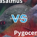 Pygocentrus VS Serrasalmus, Mana Piranha Yang Lebih Keren?