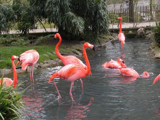 Flamingo Birds Wallpapers