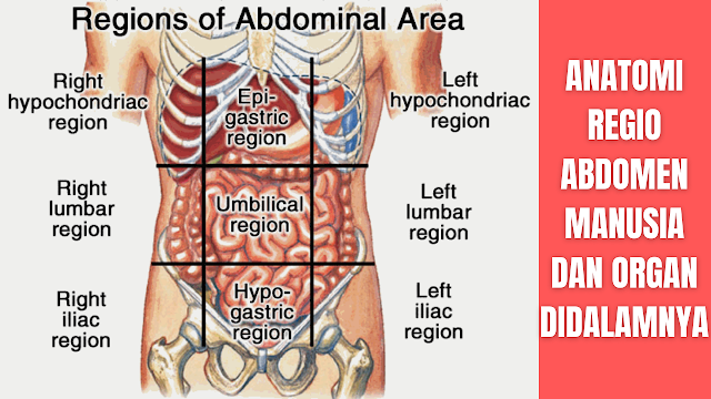 Anatomi Regio Abdomen Manusia dan Organ Didalamnya Pengertian Anatomi Abdomen Abdomen adalah bagian tubuh yang berbentuk rongga terletak diantara toraks dan pelvis. rongga ini berisi viscera dan dibungkus dinding abdomen yang terbentuk dari dari otot abdomen, columna vertebralis, dan tulang ilium. Untuk membantu menetapkan suatu lokasi di abdomen, yang paling sering dipakai adalah pembagian abdomen oleh dua buah bidang bayangan horizontal dan dua bidang bayangan vertikal.   Bidang bayangan tersebut membagi dinding anterior abdomen menjadi sembilan daerah (regiones). Dua bidang diantaranya berjalan horizontal melalui setinggi tulang rawan iga kesembilan, yang bawah setinggi bagian atas crista iliaca dan dua bidang lainnya vertikal di kiri dan kanan tubuh yaitu dari tulang rawan iga kedelapan hingga ke pertengahan ligamentum inguinale.    Pembagian Regio Abdomen Di dalam abdomen telah ditentukan ada 9 regio, yang diantaranya adalah sebagai berikut:  Hypocondriaca Dextra Hypocondriaca dextra meliputi organ : lobus kanan hati, kantung empedu, sebagian duodenum fleksura hepatik kolon, sebagian ginjal kanan dan kelenjar suprarenal kanan.  Epigastrica Epigastrica meliputi organ: pilorus gaster, duodenum, pankreas dan sebagian dari hepar.  Hypocondriaca Sinistra Hypocondriaca sinistra meliputi organ: gaster, limpa, bagian kaudal pankreas, fleksura lienalis kolon, bagian proksimal ginjal kiri dan kelenjar suprarenal kiri.  Lumbalis Dextra Lumbalis dextra meliputi organ: kolon ascenden, bagian distal ginjal kanan, sebagian duodenum dan jejenum.  Umbilical Umbilical meliputi organ: Omentum, mesenterium, bagian bawah duodenum, jejenum dan ileum.  Lumbalis Sinistra Lumbalis sinistra meliputi organ: kolon ascenden, bagian distal ginjal kiri, sebagian jejenum dan ileum.  Inguinalis Dextra Inguinalis dextra meliputi organ: sekum, apendiks, bagian distal ileum dan ureter kanan.  Pubica/Hipogastrica Pubica/Hipogastric meliputi organ: ileum, vesica urinaria dan uterus (pada kehamilan).  Inguinalis Sinistra Inguinalis sinistra meliputi organ: kolon sigmoid, ureter kiri dan ovarium kiri.  Dengan mengetahui proyeksi organ intra-abdomen tersebut, dapat memprediksi organ mana yang kemungkinan mengalami cedera jika dalam pemeriksaan fisik ditemukan kelainan pada daerah atau regio tersebut.    Pembagian Rongga Abdomen Pada Kepentingan Klinis Dalam kepentingan klinis rongga abdomen dibagi menjadi tiga regio yang diantaranya adalah :   Rongga Peritoneum Rongga Retroperitoneum Rongga Pelvis Rongga pelvis sebenarnya terdiri dari bagian dari intraperitoneal dan sebagian retroperitoneal.   Rongga peritoneal dibagi menjadi dua yaitu bagian atas dan bawah. rongga peritoneal atas, yang ditutupi tulang tulang toraks, termasuk diafragma, liver, lien, gaster dan kolon transversum. Area ini juga dinamakan sebagai komponen torako-abdominal dari abdomen. Sedangkan rongga peritoneal bawah berisi usus halus, sebagian kolon ascenden dan descenden, kolon sigmoid, caecum, dan organ reproduksi pada wanita.  Rongga retroperitoneal terdapat di abdomen bagian belakang, berisi aorta abdominalis, vena cava inferior, sebagian besar duodenum, pancreas, ginjal, dan ureter, permukaan paskaerior kolon ascenden dan descenden serta komponen retroperitoneal dari rongga pelvis.  Sedangkan rongga pelvis dikelilingi oleh tulang pelvis yang pada dasarnya adalah bagian bawah dari rongga peritoneal dan retroperitoneal. Berisi rektum, kandung kencing, pembuluh darah iliaka, dan organ reproduksi interna pada wanita.    Nah itu dia bahasan dari anatomi regio abdomen manusia dan organ didalamnya, melalui bahasan di atas bisa diketahui mengenai anatomi regio abdomen, pembagian regio abdomen, dan pembagian regio abdomen pada kepentingan klinis. Mungkin hanya itu yang bisa disampaikan di dalam artikel ini, mohon maaf bila terjadi kesalahan di dalam penulisan, dan terimakasih telah membaca artikel ini."God Bless and Protect Us"