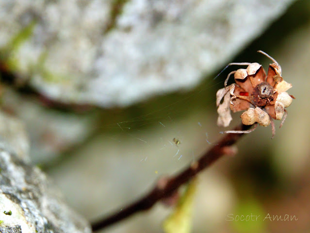 Monotropa uniflora