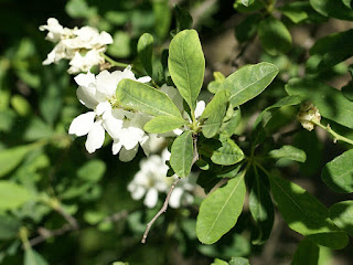 Buisson de perles - Exochorda korolkowii