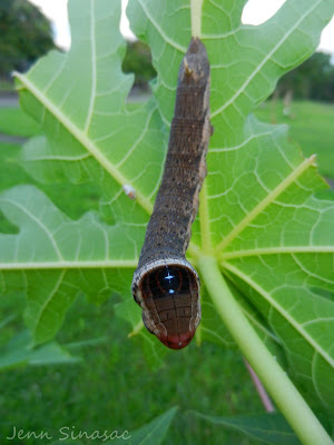 Alope Sphinx Caterpillar (Errinyis alope)