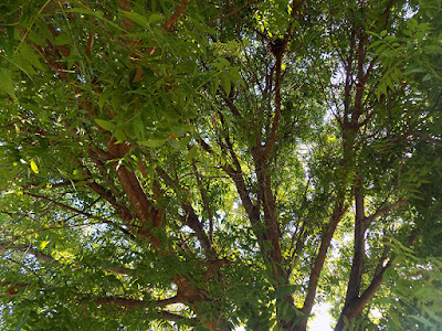 The Park Has Beautiful Mature Trees