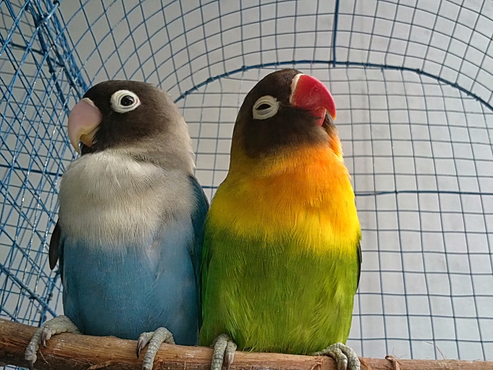 Gambar Wallpaper Burung Lovebird Pernik Wallpaper