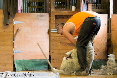 Sheep Shearing