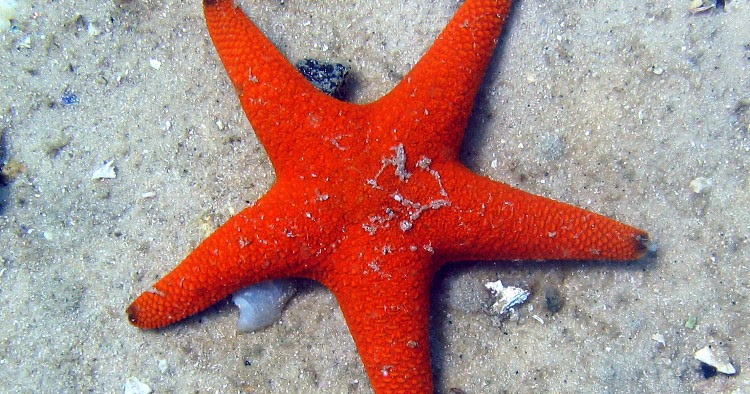 Mengenal Hewan dan Tumbuhan Nama Ilmiah Bintang  laut 