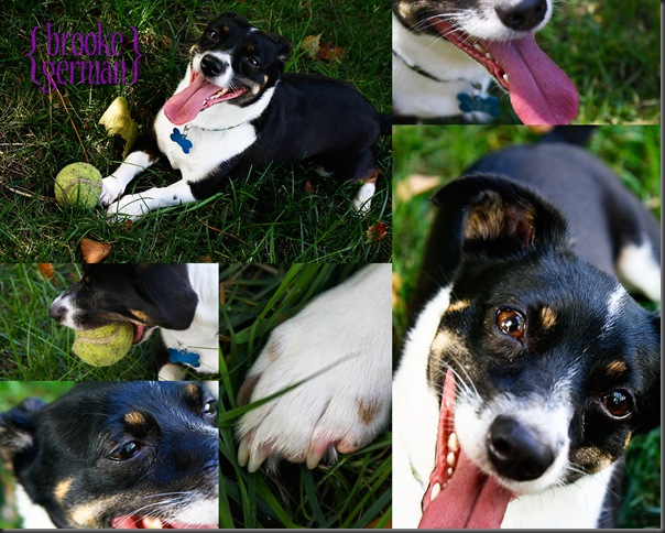 bgDaisyCollage