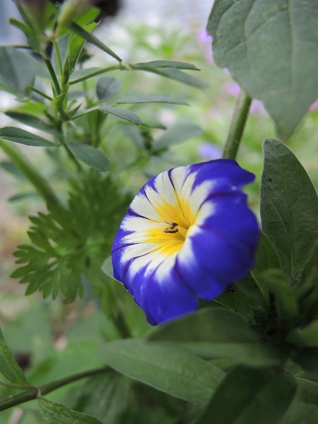 In mijn tuintje: een strookje bloemenmengsel