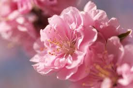 中國花語,桃花有傳春報喜的意思