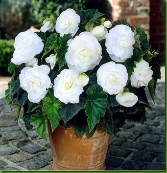 Begonia Dobrada Branca