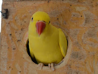 Yellow Parrot HD Photos