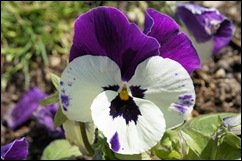 1.Trancoso -  amor perfeito branco e roxo
