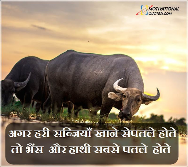 Bhesh Quotes Images Hindi || भैंस कोटस हिन्दी इमेज Buffalo Quotes in Hindi