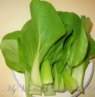 Bok Choi