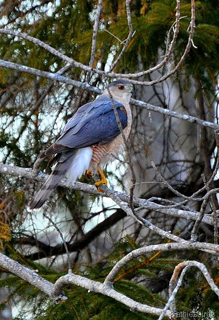 11. Cooper's hawk