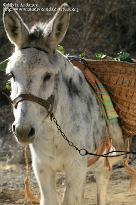 http://www.biodiversidadvirtual.org/mamiferos/Equus-asinus-img5423.html