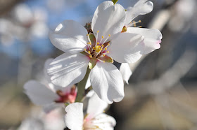 amandiers en fleurs